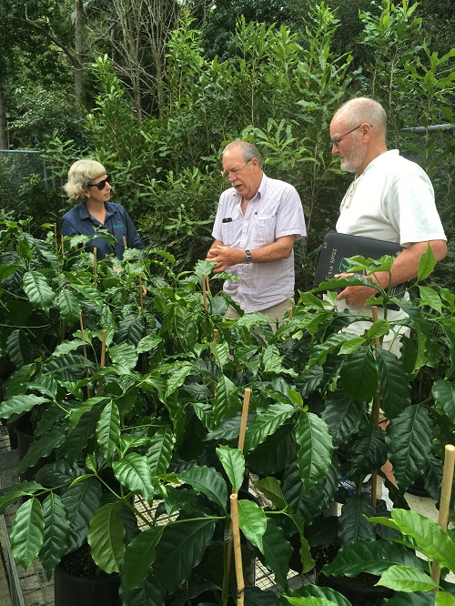 imvlt seedlings at SCU in Australia
