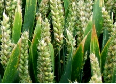wheat
